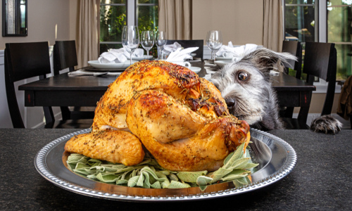 Dog staring at Thanksgiving turkey 