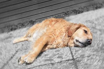 Image of dog laying down on the floor.