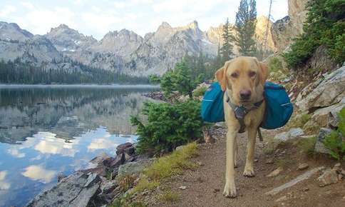 Dog Backpack