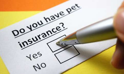 Pet Insurance