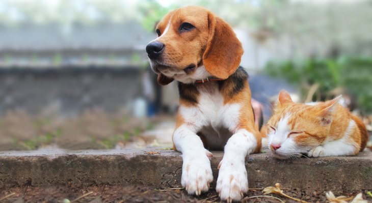 dog and cat together