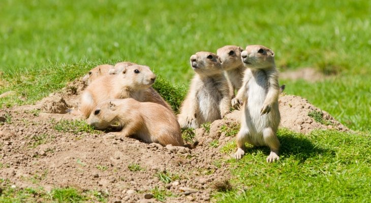 prairie dogs in field