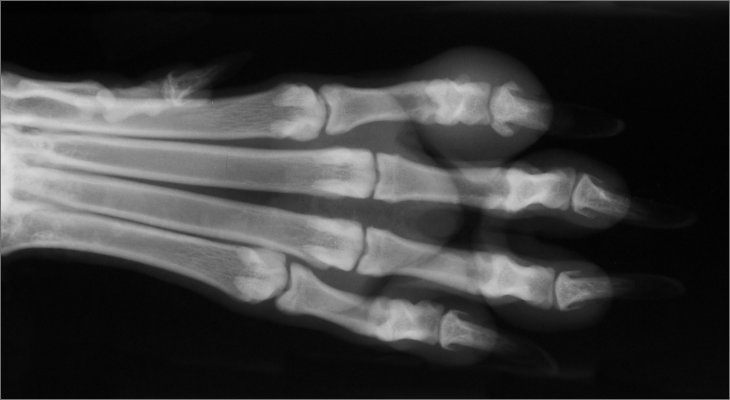 xray of paw