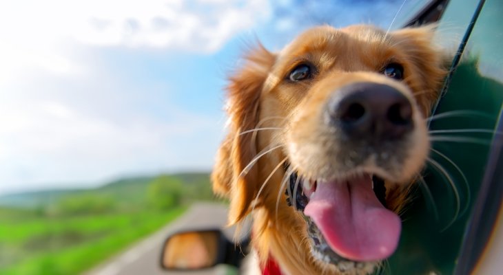 Dog with head out window