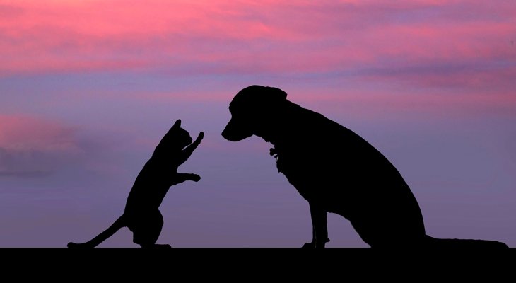 dog and cat at sunset