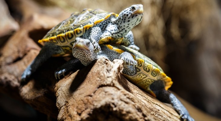 turtle on log