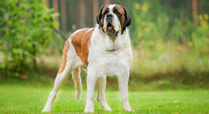 Saint Bernard standing in grass field 