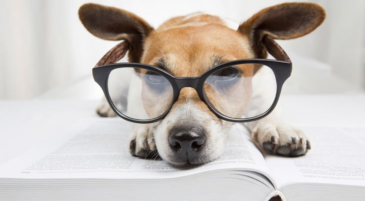 dog with glasses