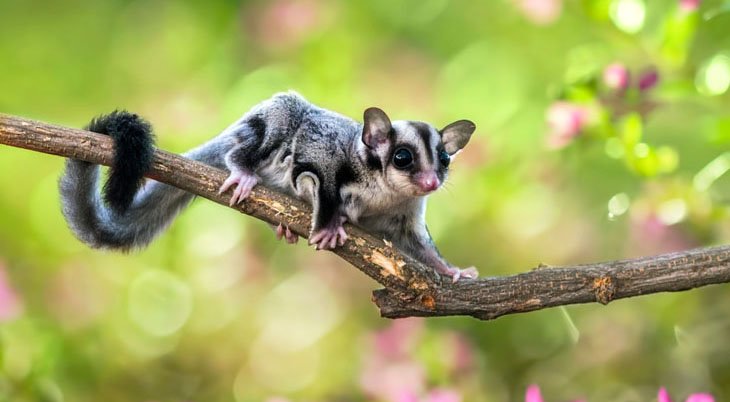 Sugar Glider