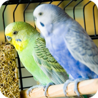 budgies.png