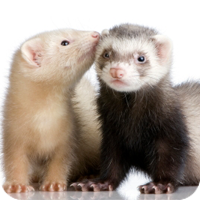 ferrets.png