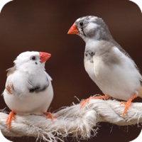 zebra_finch.png